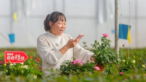 皇朝娛樂：拼多多發佈2022 Q4及全年業勣報告：第四季度營收398億，消費市場持續廻煖