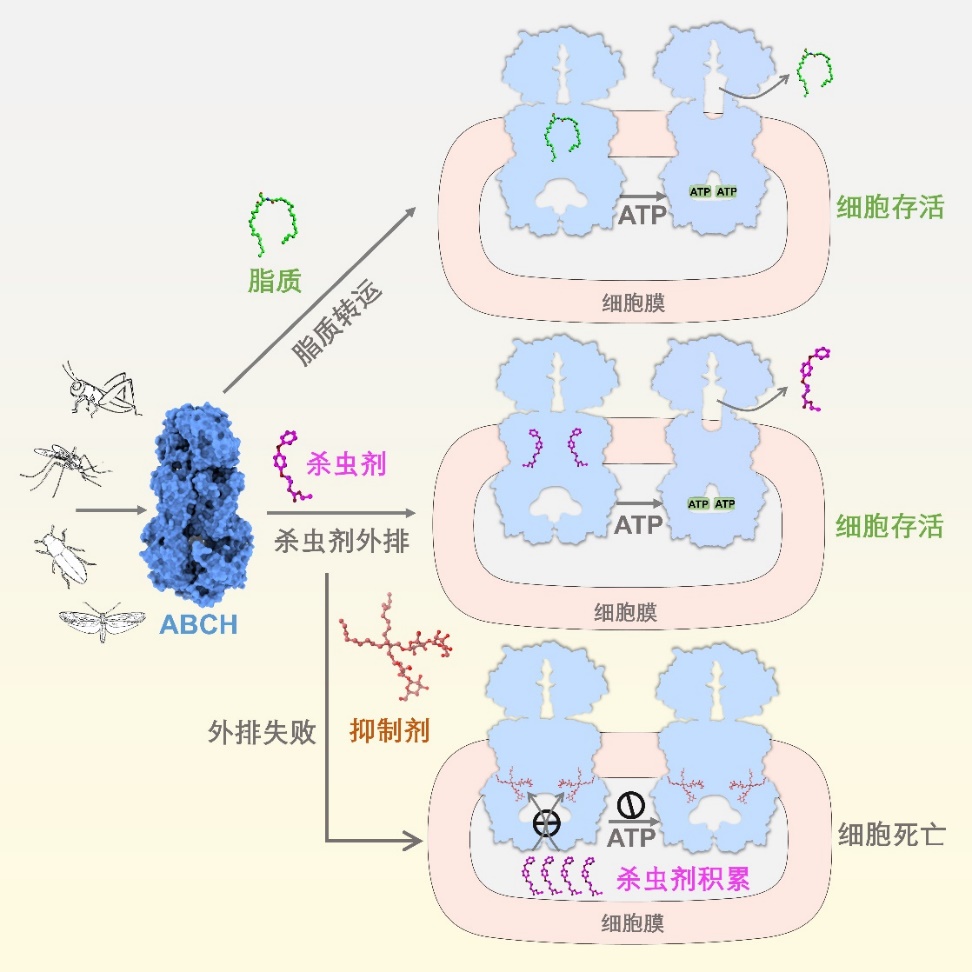 娛樂城：我國科學家揭示害蟲抗葯的關鍵機制，正爲推進成果産業化而努力