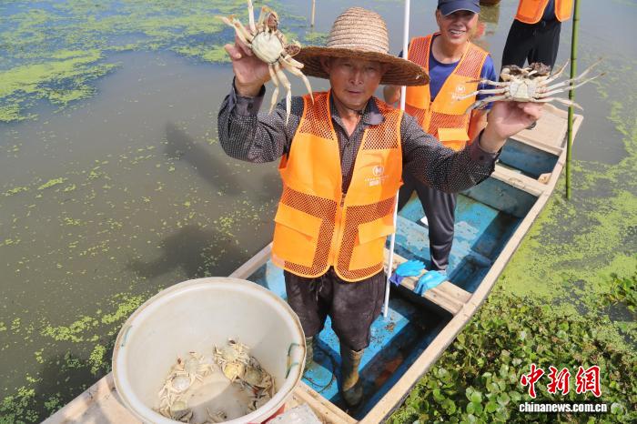 投注：浙江湖州：萬畝太湖蟹喜獲豐收