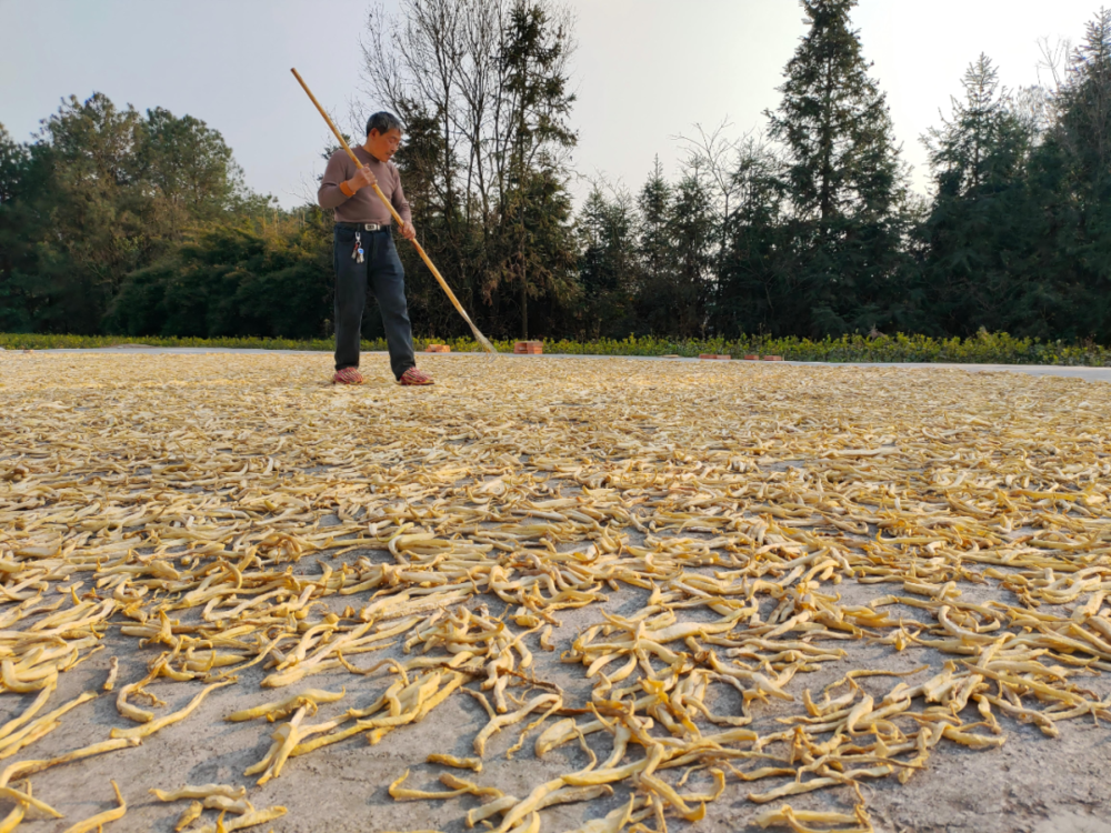 賭波：春節到村裡走走，大爺問：考慮儅我孫媳婦不？